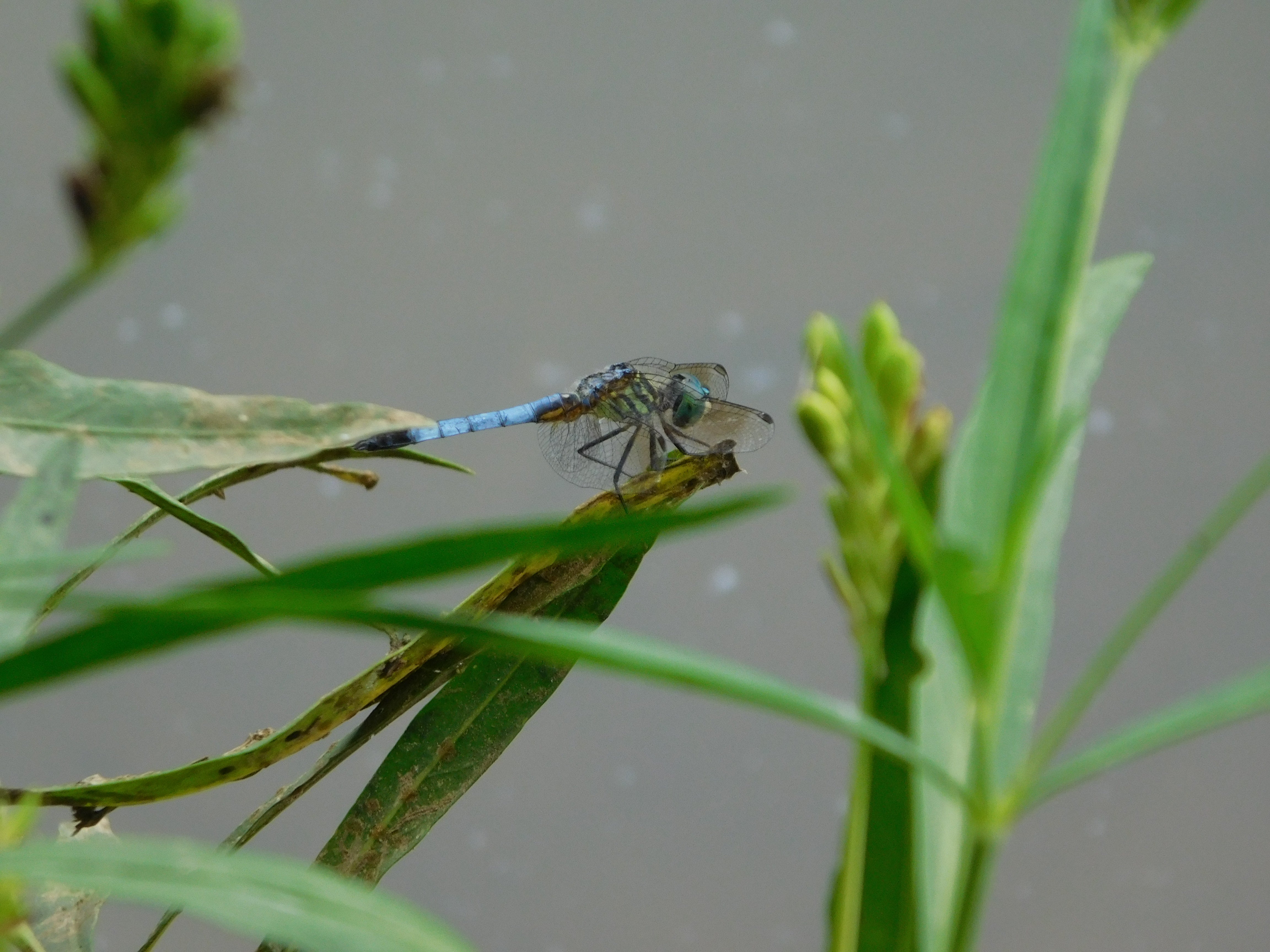 Blue dasher resting on a leaf